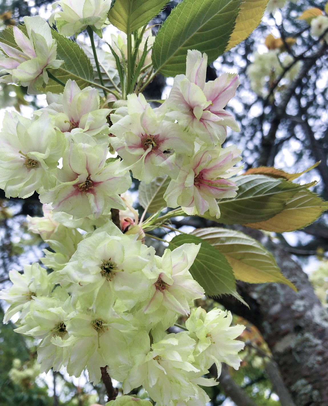 鬱金桜 ウコンサクラ 宮地嶽神社