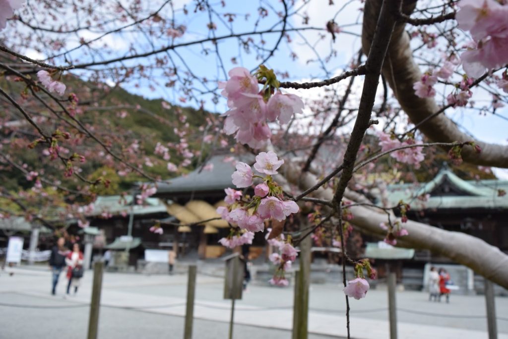 寒緋桜 かんひざくら 宮地嶽神社