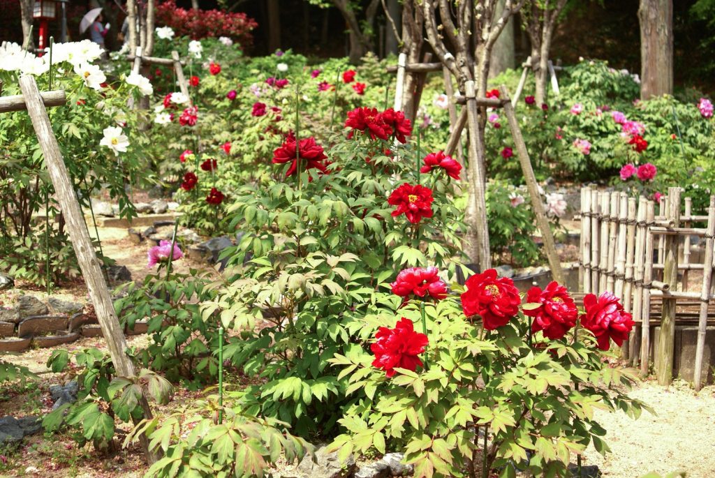 牡丹 花の王様 宮地嶽神社