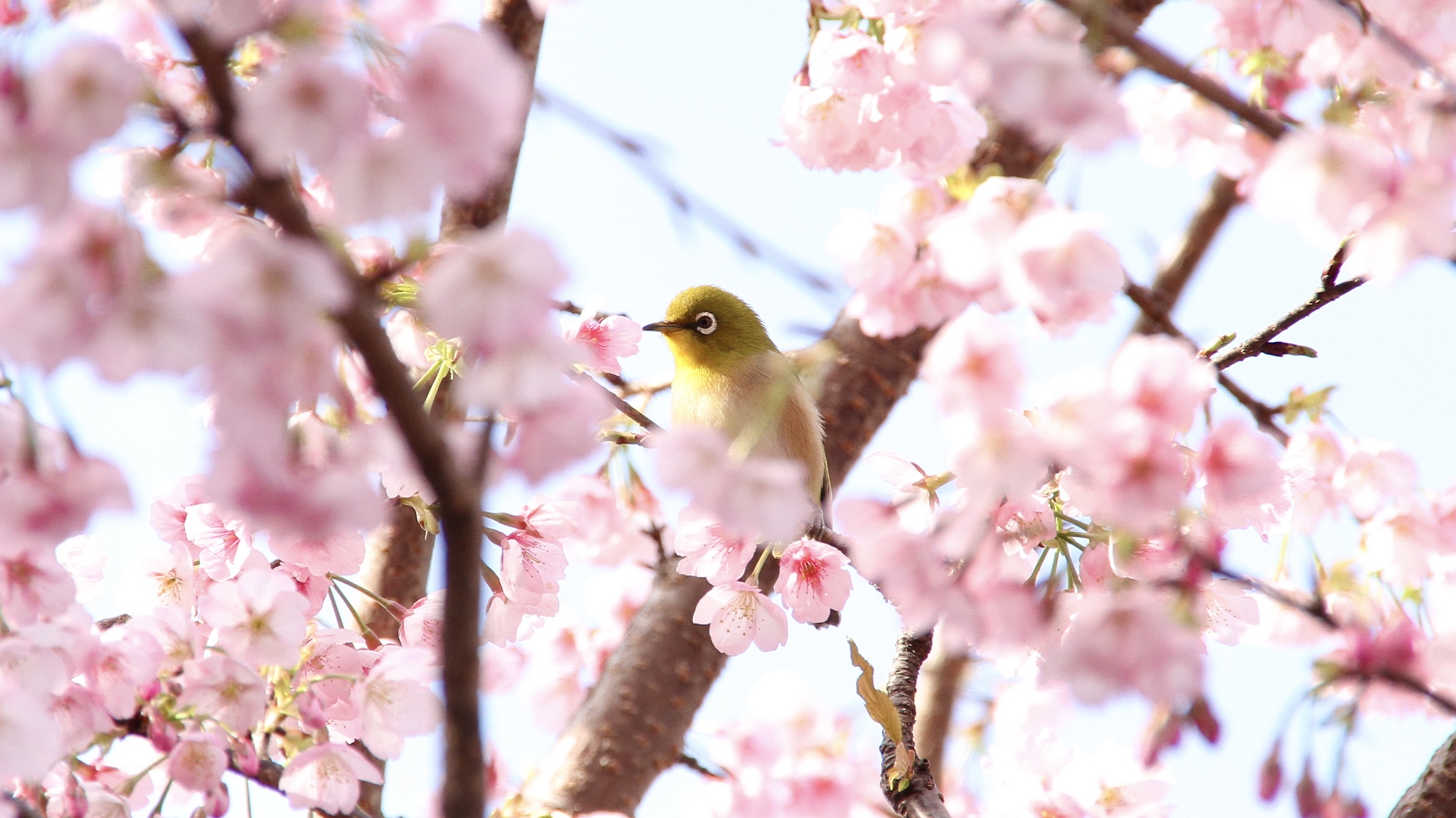 春の宮地嶽神社