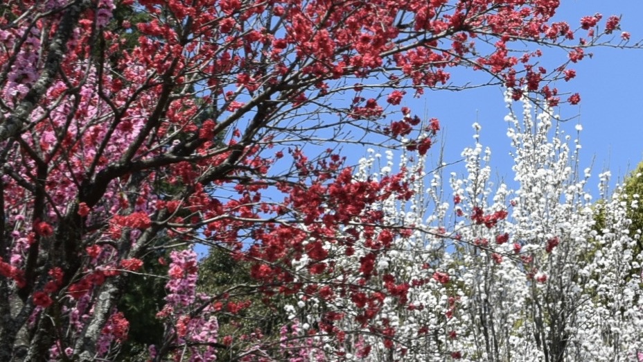 『ソメイヨシノ、ほうき桃』