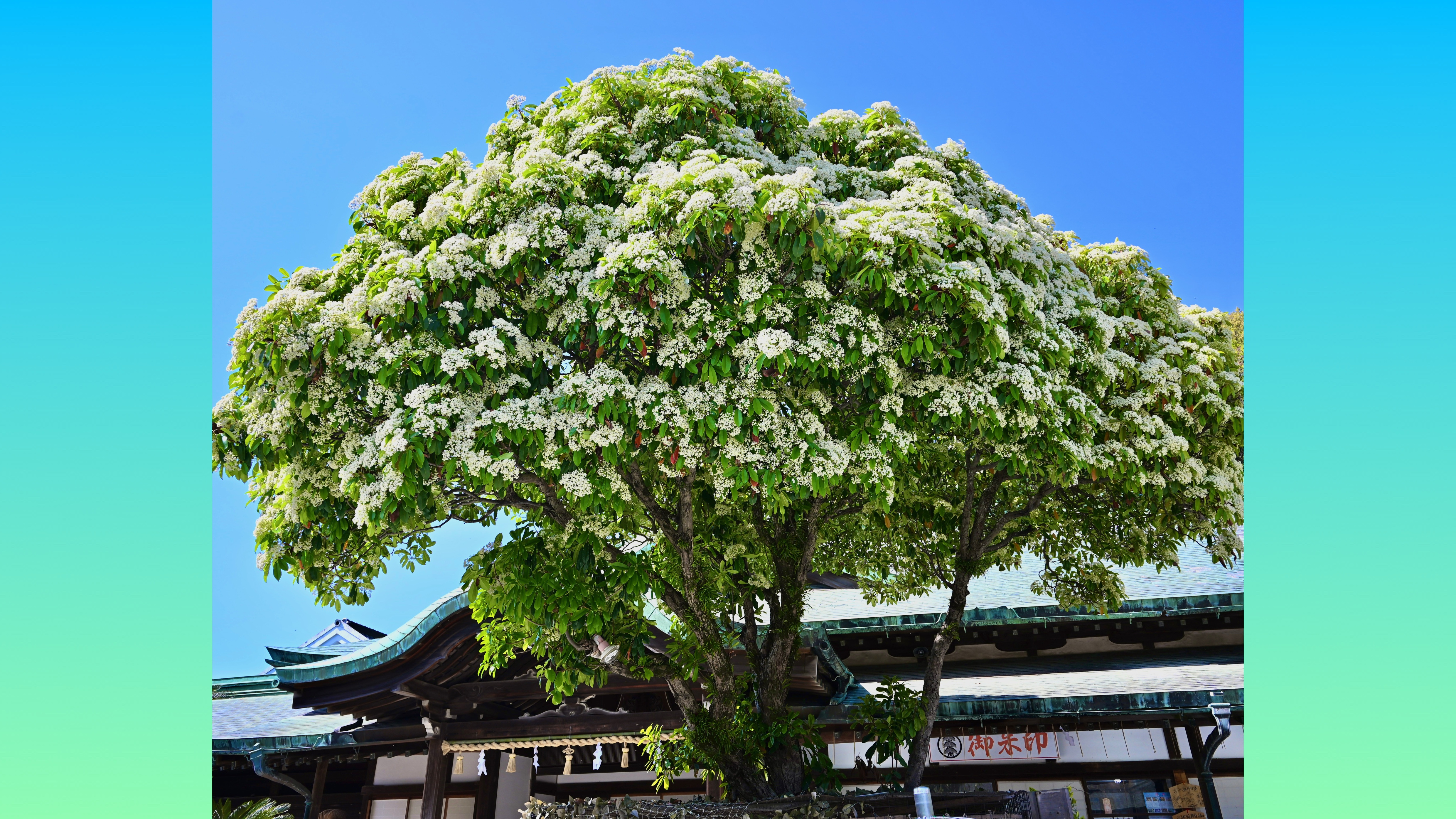 鉄輪樹(オオカナメモチ)