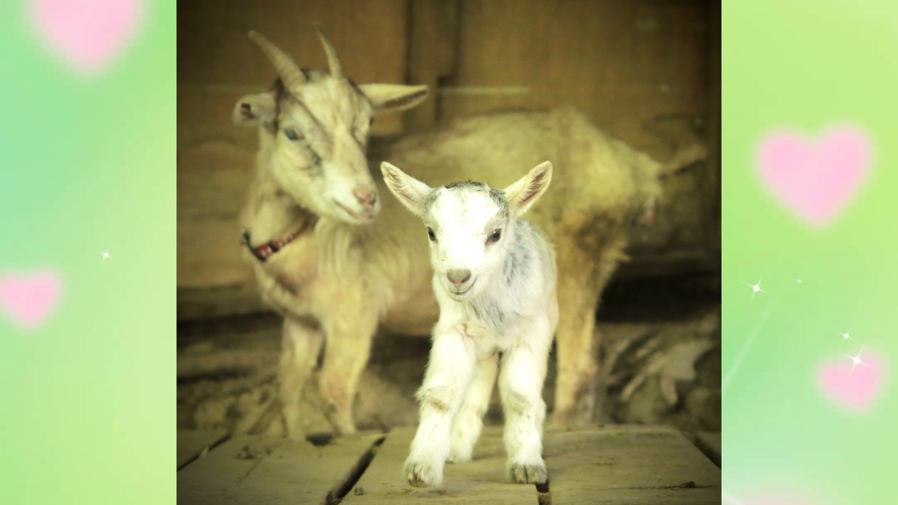 宮ZOOの新しい仲間